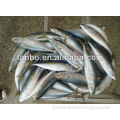 300g_500g frozen mackerel